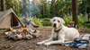 Labrador op vakantie