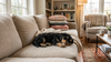 Nieuwe puppy in huis? De ultieme checklist voor een vrolijke start!