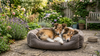 Twee slapende Shelties in een mand