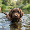Darmflora en spijsvertering van je hond: zo voorkom je problemen!