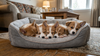 Corgi pups in een hondenmand