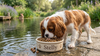 Een etende Cavalier King Charles Spaniël