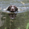 Een hond die in het water zwemt, toont zijn kracht en uithoudingsvermogen.