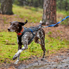 Een hond in een harnas rent energiek over een modderig pad in het bos en trekt aan een blauwe riem. De regen valt zachtjes en versterkt de levendige kracht van dit avontuur, geholpen door honden supplementen