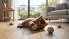 Kitten die speelt met een bal in de woonkamer