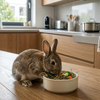 Wat mag een konijn eten? De ultieme voedingsgids van knaagdierenexpert Bobby!