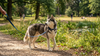 Siberische husky aan de halsband in het park