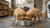 Twee etende Golden Retrievers