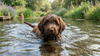 Een Australian labradoodle pup die zegt in het water