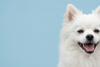 Honden